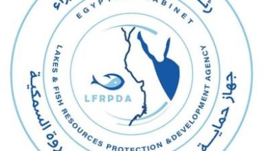 جهاز حماية وتنمية البحيرات والثروة السمكية ينفي وجود أي زيادات في أسعار الأسماك